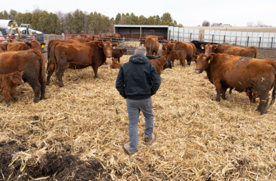 Mỹ tung gói hỗ trợ mới cho nông dân giữa biến động do xung đột Iran