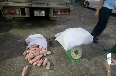 Quảng Ninh: Bắt giữ hơn 12 tấn chân lợn đông lạnh không rõ nguồn gốc, xuất xứ