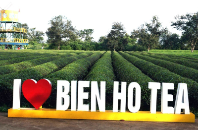 Gia Lai: Giữ 62 ha chè “di sản” để phát triển du lịch