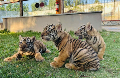 Ngắm 3 hổ con Bengal vừa chào đời tại FLC Zoo - Safari Park Quy Nhơn