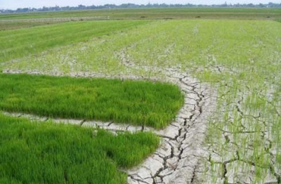 Hạn hán, xâm nhập mặn gia tăng, khuyến cáo không gieo trồng khi thiếu nước