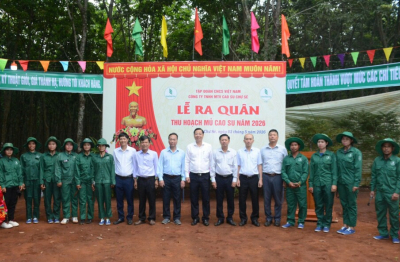 Cao su Chư Sê quyết tâm vượt 10% kế hoạch sản lượng
