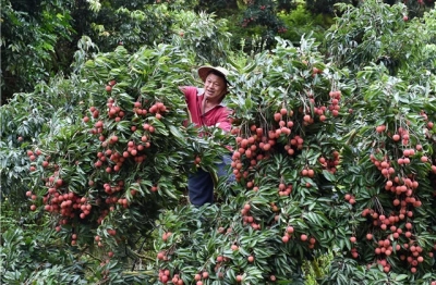 Vải đầu vụ giá tăng cao
