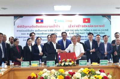 HAGL ký kết trồng 5.000 ha cà phê tại Champasak, hướng tới mục tiêu dẫn đầu thế giới