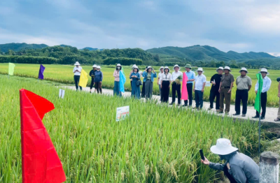 Xã Quỳ Hợp đánh giá đầu bờ giống lúa lai SYN18 đạt năng suất cao 2026