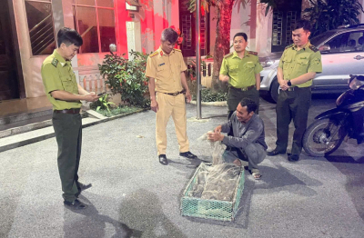 Ninh Bình: Kiểm tra, phát hiện vụ vận chuyển 360 cá thể chim hoang dã trái phép