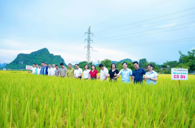 Tam Hợp - Nghệ An: Hội thảo đánh giá hiệu quả giống lúa CS04  trong sản xuất
