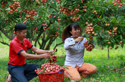Bộ Công Thương vào cuộc hỗ trợ tiêu thụ, xuất khẩu quả vải