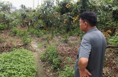 Vải Thanh Hà tìm lối đi giữa hữu cơ và vô cơ