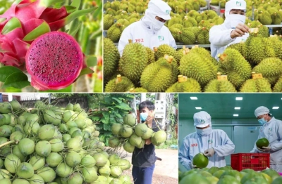 Những tín hiệu tích cực trên đường đua 10 tỷ USD của rau quả Việt