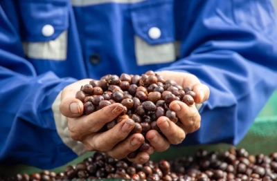 Giá cà phê tiến sát mốc 90.000 đồng/kg