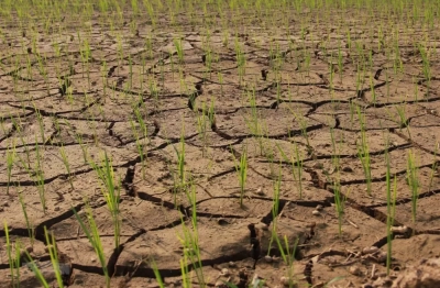 Sản xuất trồng trọt phía Nam chủ động ứng phó El Nino