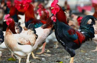 Gà đồi Ba Vì tại xã Quảng Oai khẳng định giá trị từ quy trình chăn nuôi sạch