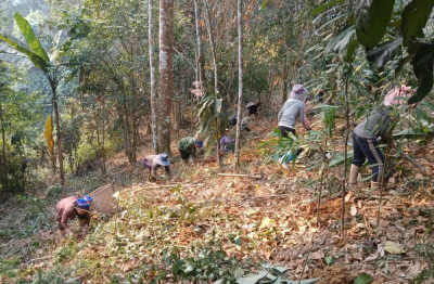 Dưới tán rừng Tam Quang: Sa nhân tím vươn mình phát triển