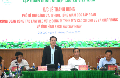 Cao su Chư Sê, Chư Prông: Ổn định bộ máy, chăm lo người lao động sau sáp nhập