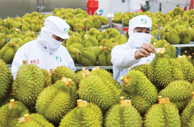 Xuất khẩu sầu riêng tăng tốc, có thể thu gần 1 tỷ USD mỗi tháng
