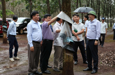 Cao su Chư Sê: Giữ dòng mủ cao su giữa mùa mưa dầm Tây Nguyên