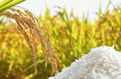 Giá lúa gạo tại Đồng bằng sông Cửu Long chững nhịp