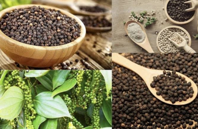 Xuất khẩu hồ tiêu thu gần 1,4 tỷ USD sau 9 tháng