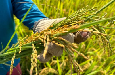 Lợi ích kép từ mô hình canh tác lúa giảm phát thải khí nhà kính