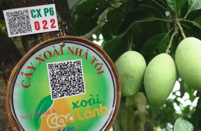 Bán “trải nghiệm” thay vì bán quả: Bước nhảy vọt về truyền thông tương tác từ mô hình “Cây xoài nhà tôi”