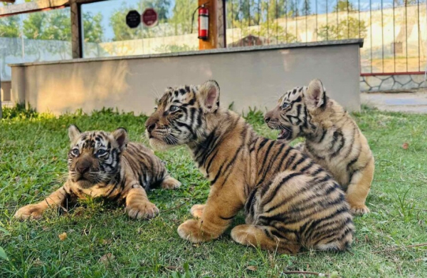 Ngắm 3 hổ con Bengal vừa chào đời tại FLC Zoo - Safari Park Quy Nhơn