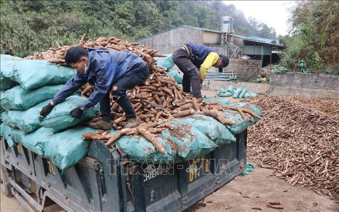 Sắn rớt giá mạnh, nông dân Lai Châu thất thu