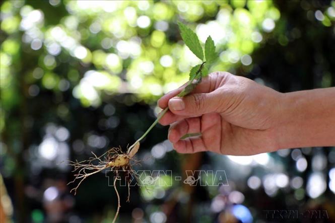 Kon Tum sẽ trồng mới gần 1.600 ha sâm Ngọc Linh