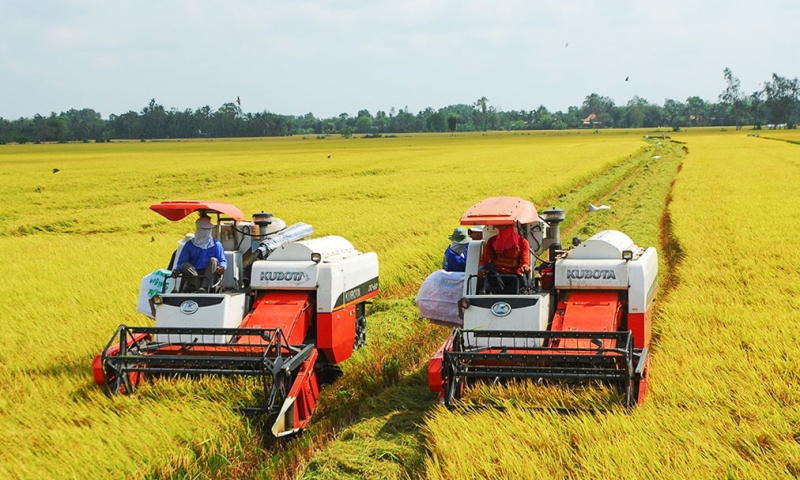 Xuất khẩu gạo tăng, nhưng giá giảm