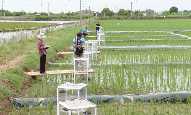 Thí điểm mô hình trồng lúa giảm phát thải khí nhà kính