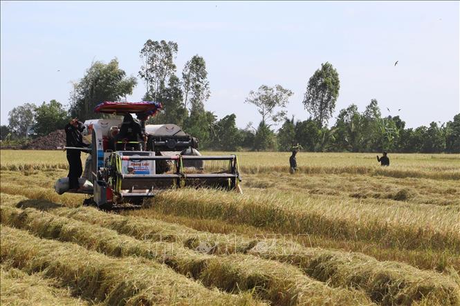 Giá lúa gạo xuất khẩu tiếp tục tăng