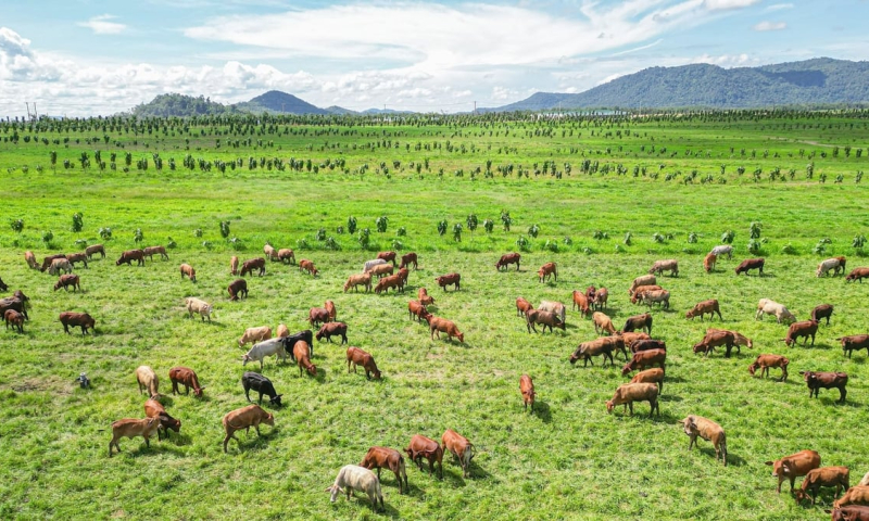 Cuộc đua chăn nuôi năm 2026 bùng nổ: Loạt 