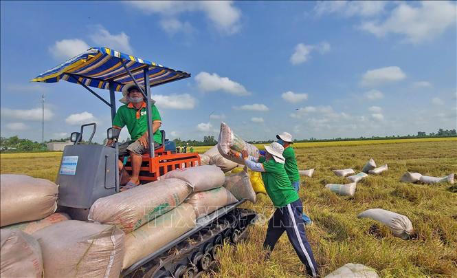 Ngành lúa gạo hướng tới nâng cao quyền định giá và thu nhập cho nông dân