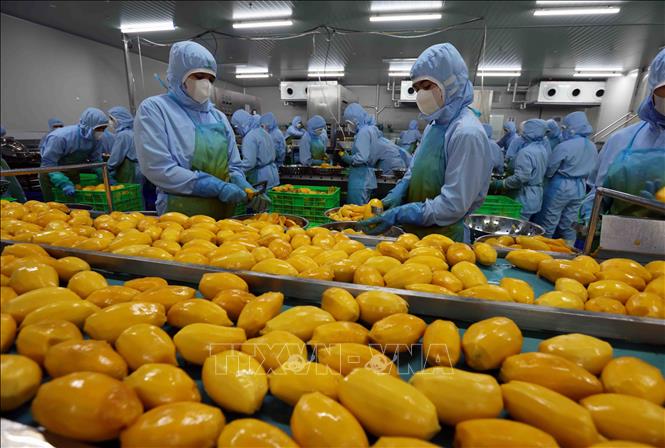 Thị trường Halal mở dư địa tăng trưởng mới cho doanh nghiệp Việt