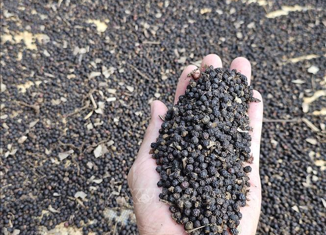 5 tháng đầu năm xuất khẩu hồ tiêu tăng 21,7%