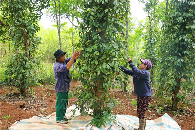 Giá trị kép từ sản xuất hồ tiêu hữu cơ