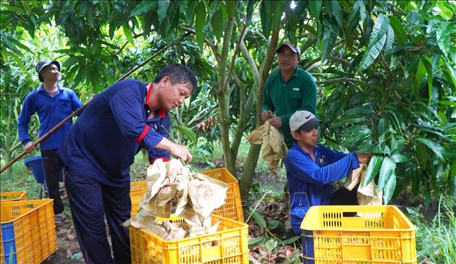 Du lịch nông nghiệp mở hướng tăng giá trị cho ngành hàng xoài