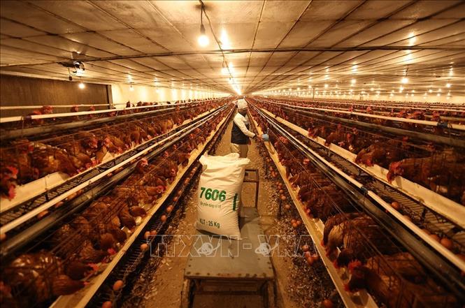 Chăn nuôi Việt Nam chuyển từ cạnh tranh bằng sản lượng sang tiêu chuẩn