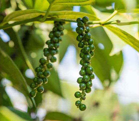 Hồ tiêu và bài toán giá trị gia tăng sau cánh đồng