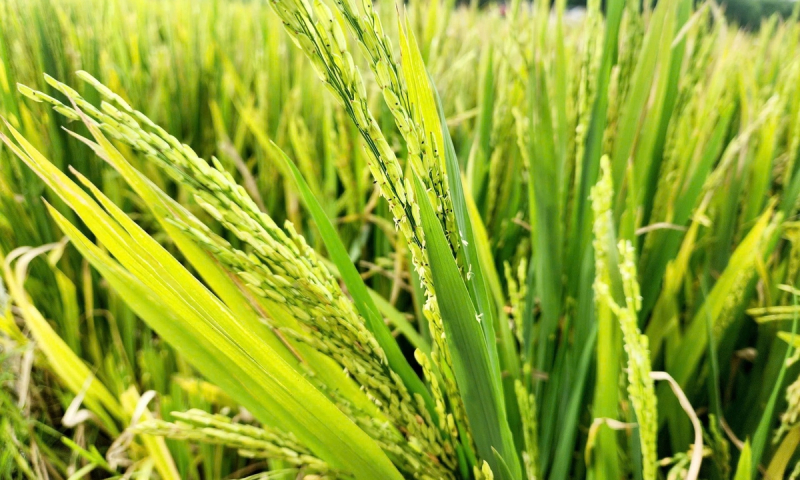 Người dân Nghệ An đứng ngồi không yên vì lúa không kết hạt