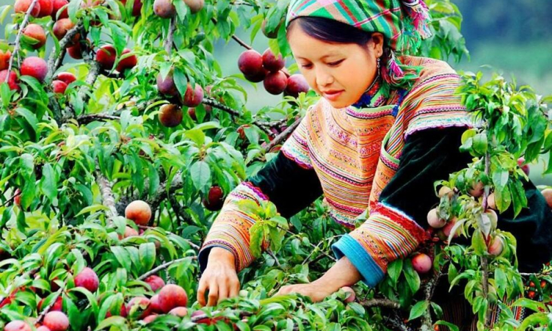 Nên ăn 4 - 5 quả mận mỗi ngày để đem lại lợi ích tối đa cho sức khỏe