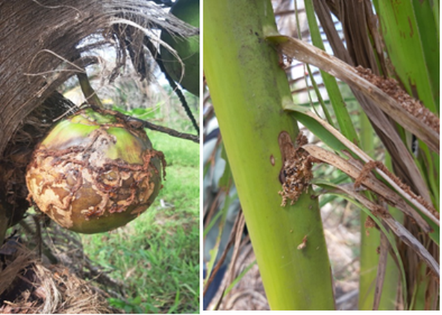 Sâu đầu đen hại dừa lây lan nhanh ở Trà Vinh