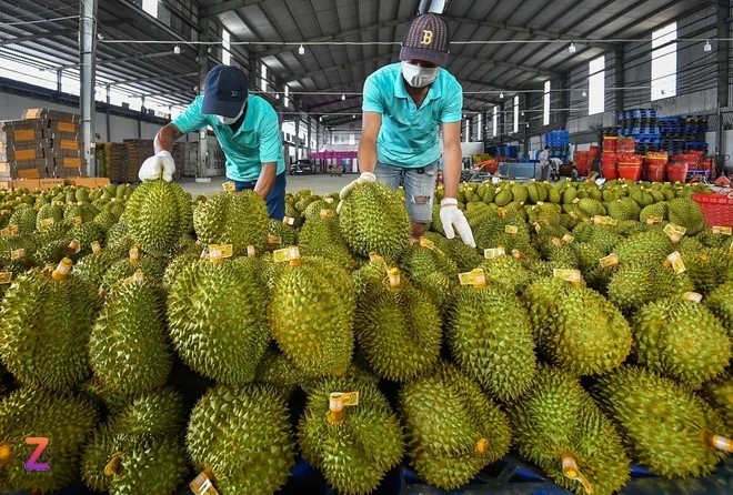 Chuyên gia đề xuất dùng AI kiểm soát tồn dư hóa chất trong sầu riêng