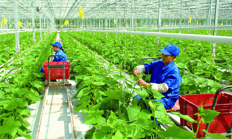Từ 1/7, dự án nông nghiệp hữu cơ được vay 70% vốn mà không cần thế chấp