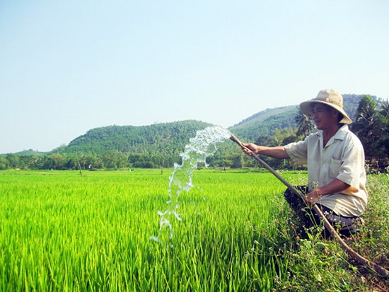 Tưới ngập – khô xen kẽ: Thay đổi nhỏ cho bài toán lớn trồng lúa