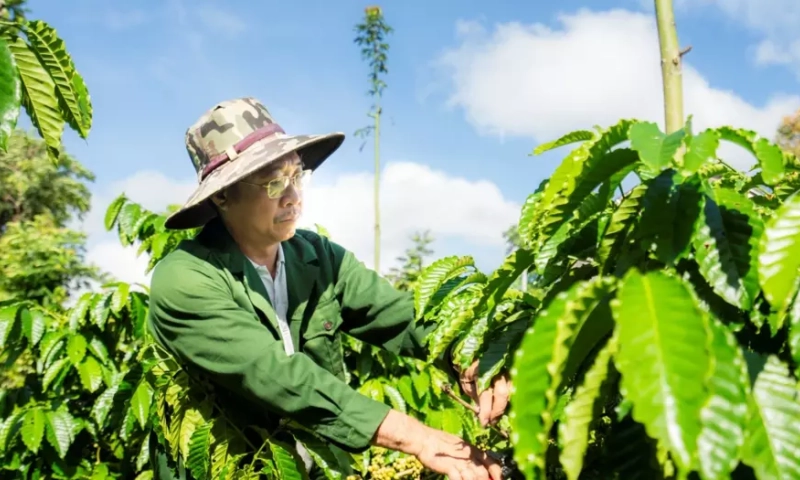 Giảm rủi ro mùa hạn: Mô hình sản xuất thích ứng khô hạn tại miền Trung – Tây Nguyên