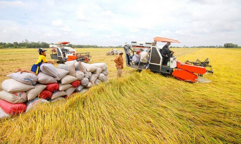 Giá gạo xuất khẩu tiếp tục trầm lắng