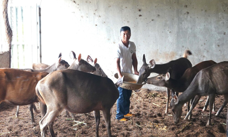Nông dân Gia Lai làm giàu từ nhung hươu, nai sau thất bại cay đắng