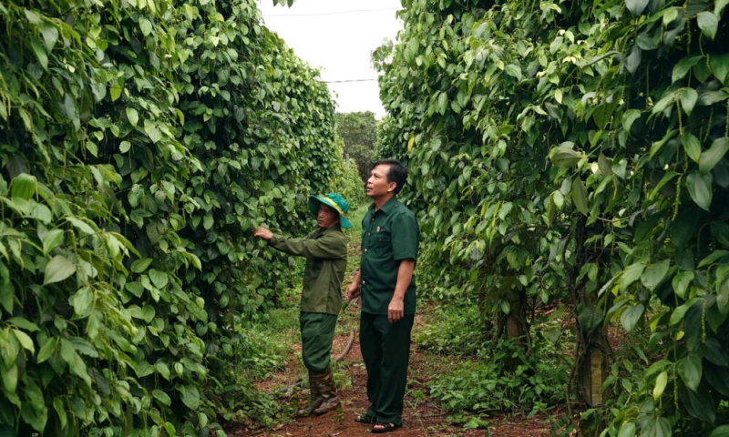 Từ cựu chiến binh đến “tỉ phú” nông nghiệp trên đất Ia Krêl
