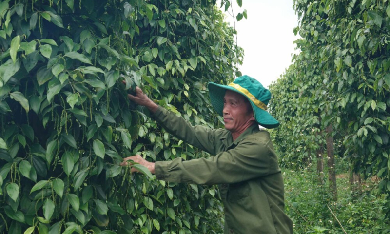Gia Lai bắt tay với doanh nghiệp Trung Quốc, thúc đẩy xuất khẩu nông sản chủ lực